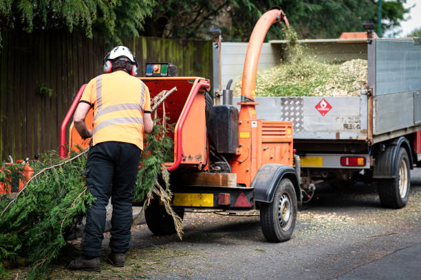 How Our Tree Care Process Works  in  Como, WI