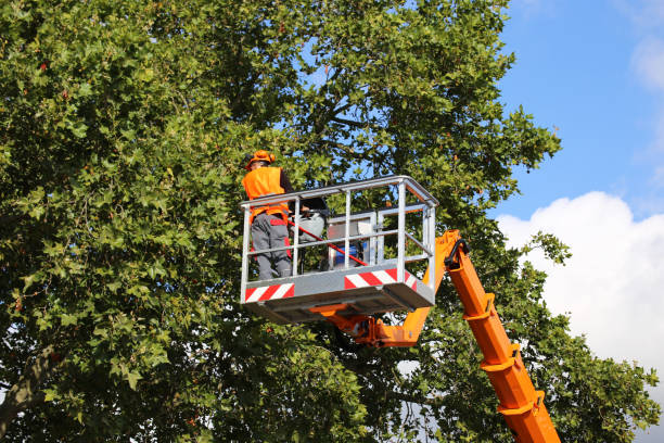 Como, WI Tree Services Company