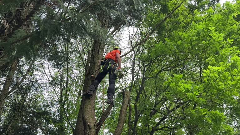 Best Lot and Land Clearing  in Como, WI