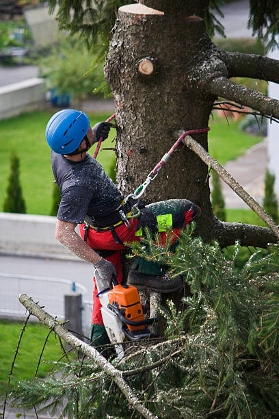 Best Tree Preservation Services  in Como, WI