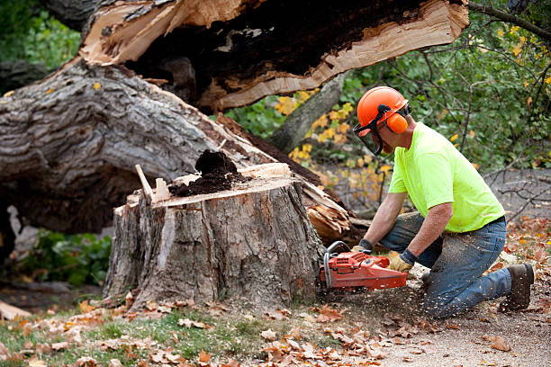 Best Fruit Tree Pruning  in Como, WI