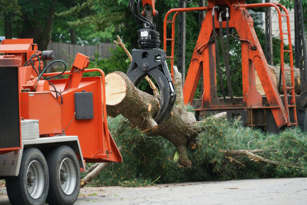 Best Tree Cabling and Bracing  in Como, WI